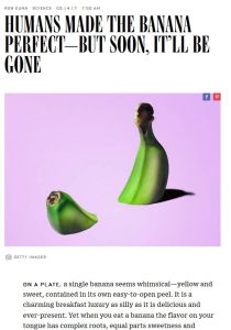 Humans Made the Banana Perfect &ndash; But Soon, It&rsquo;ll Be Gone