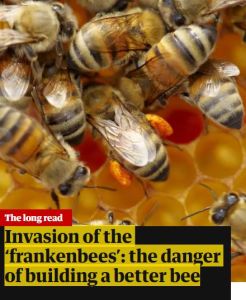 Invasion of the &lsquo;Frankenbees&rsquo;