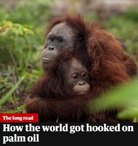 How The World Got Hooked On Palm Oil