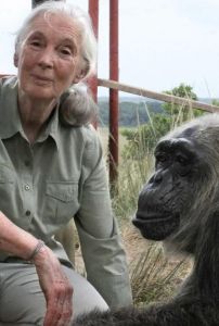 El legado de empatía, curiosidad y valentía de Jane Goodall